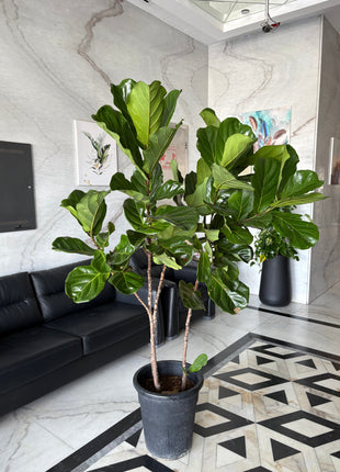 Fiddle XLarge Plant Promo