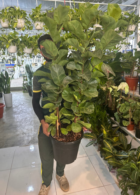 299DH Premium Fiddle PROMO