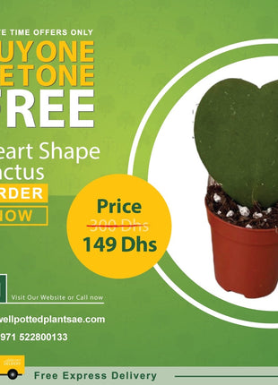 Heart Cactus PROMO