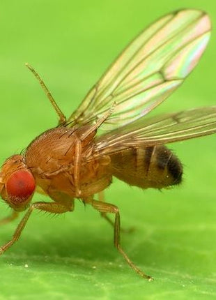 Fruit Fly Trap with Pheromone &#8220;Russell-IPM&#8221;
