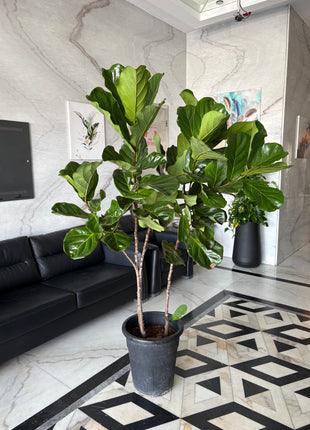 Fiddle XLarge Plant Promo