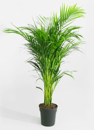 Areca Palm Holland or Chrysalidocarpus Lutescens