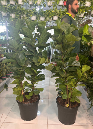 299DH Premium Fiddle PROMO