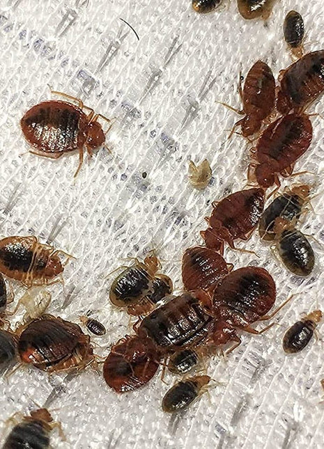 Pilarking 70% WP Bed Bugs Powder 100g