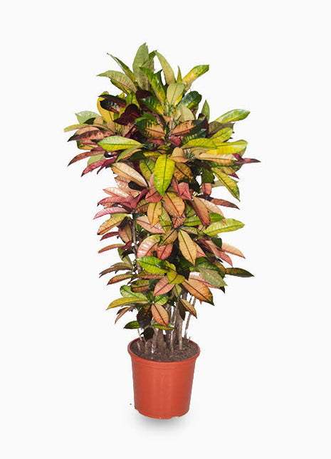 Codiaeum Variegatum (Croton),  Mrs Iceton