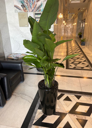 Birds of Paradise PROMO