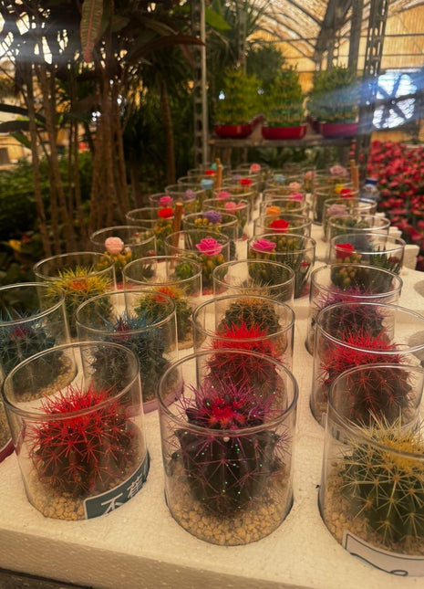 Cactus Special Promo