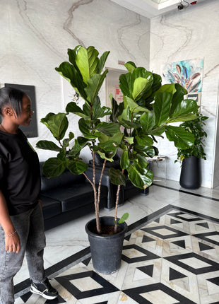 Fiddle XLarge Plant Promo