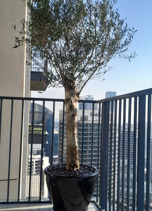 The Rich Olea Europea plant- The Beauty of Olive Tree.