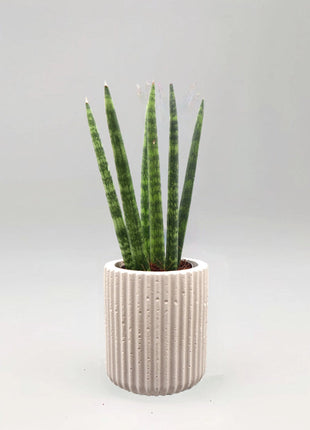 Sansevieria Desertii &#8220;Sansevieria Cylindrica Skyline