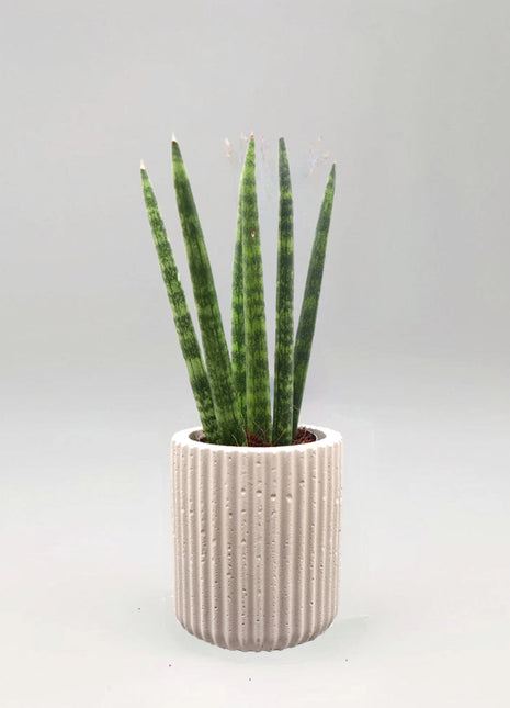 Sansevieria Desertii &#8220;Sansevieria Cylindrica Skyline