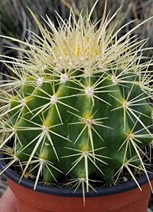 Barrel or Ball Cactus