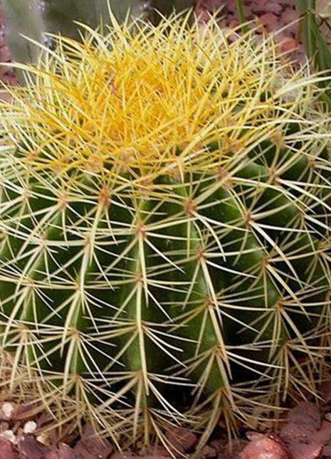 Barrel Cactus 80-90mm dia | Hanging Yellow, Pink, Orange Ball Cactus | 3 in One