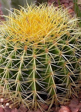 Barrel or Ball Cactus