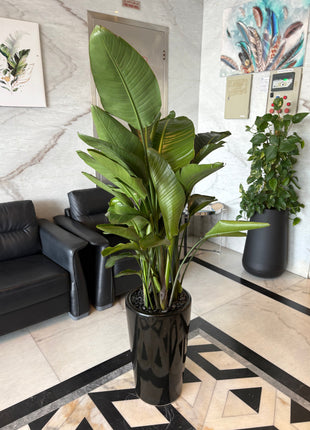 Birds of Paradise PROMO