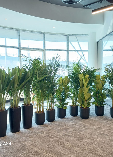 Office Plants Best Seller Bundle 11plants super promo