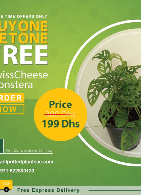 Swiss Cheese Monstera PROMO