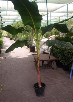 Banana Tree in Plastic Pot PROMO