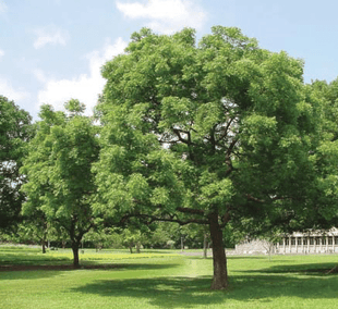 https://i0.wp.com/www.greensouq.ae/wp-content/uploads/2017/11/A-mature-tree-of-Azadirachta-indica.ppm_-e1660738396252.png?fit=437%2C401&ssl=1