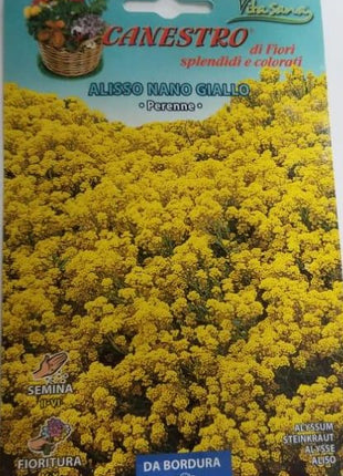 Alisso Nano Giallo Seeds by CANESTRO