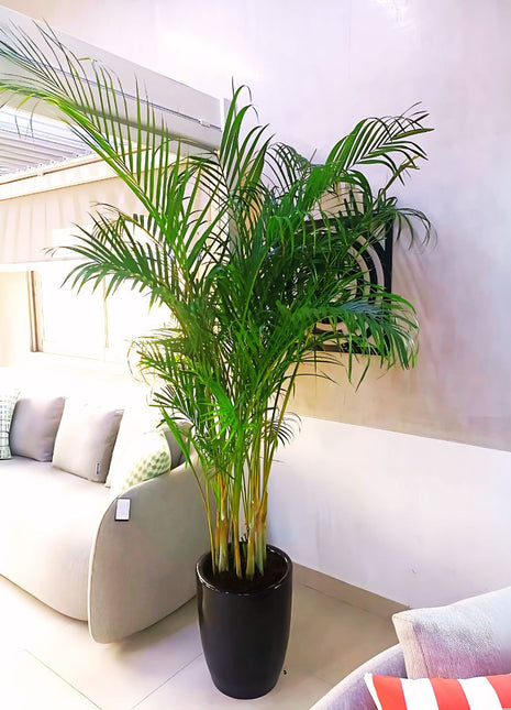Areca Palms XL in Black Ceramic Pot 2 to 2.5m