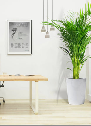 Areca Palm Holland or Chrysalidocarpus Lutescens