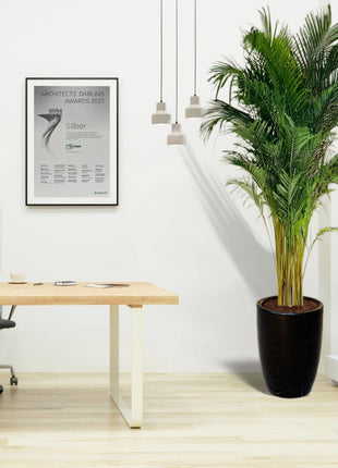 Areca Palms XL in Black Ceramic Pot 2 to 2.5m
