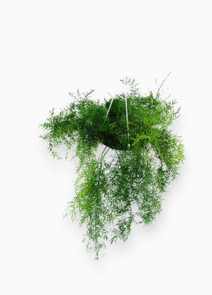 Asparagus Hanging