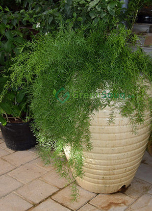 https://i0.wp.com/www.greensouq.ae/wp-content/uploads/2017/11/Asparagus-sprengeri-Emerald-feather-Emerald-fern-Greensouq-1_marked.jpg?fit=720%2C660&ssl=1