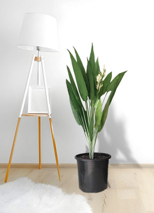 Aspiradas | Aspidistras Indoor Plant | Cast Iron Plant 0.8 &#8211; 1.0m