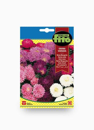 Aster Dwarf Queen Mixed