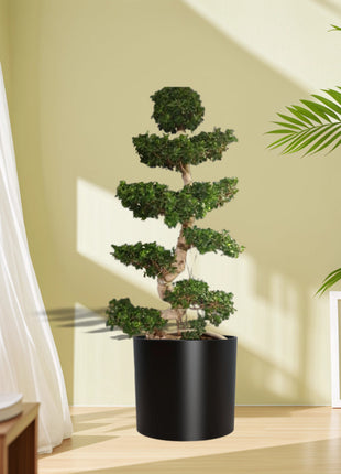 Ficus &#8220;S&#8221; Bonsai XL in Black Fiber Glass Pot (GRP)1.8-2.0m