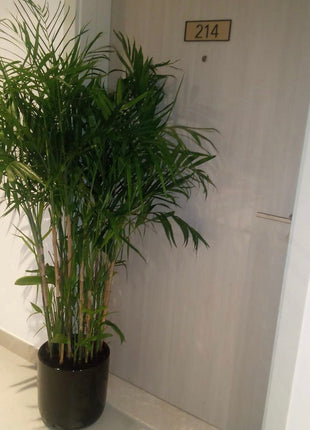 Office Plant Bamboo Palm in Black PROMO