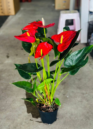 Red Anthorium Premium Promo