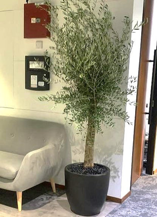 The Rich Olea Europea plant- The Beauty of Olive Tree.