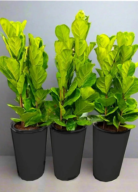 Set Of 3 Ficus Lyrata or Fiddle Leaf Fig in Ceramic Pot 80-100cm