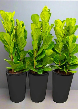 Set Of 3 Ficus Lyrata or Fiddle Leaf Fig in Ceramic Pot 80-100cm