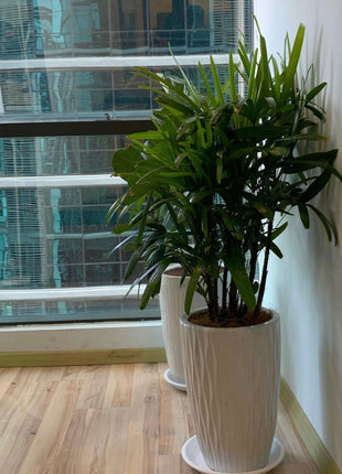 Office Plant Rephalis PROMO