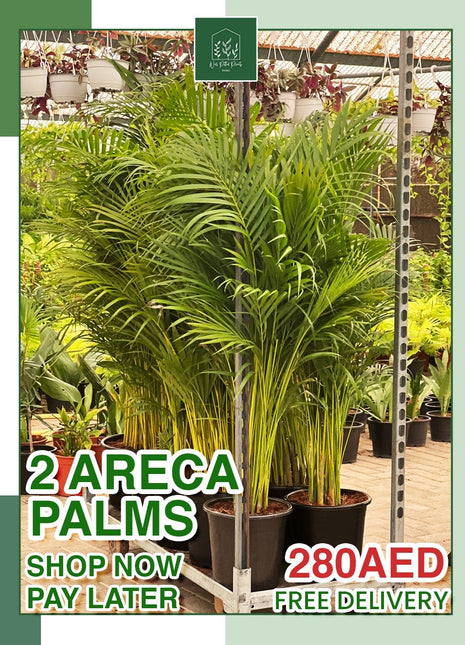 Areca Palm PROMO