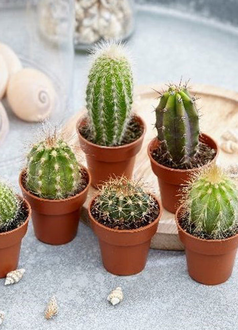 Cactus Mix &#8220;Indoor mini Cactus&#8221;