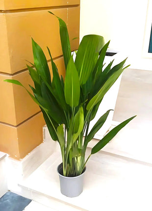 Aspiradas | Aspidistras Indoor Plant | Cast Iron Plant 0.8 &#8211; 1.0m