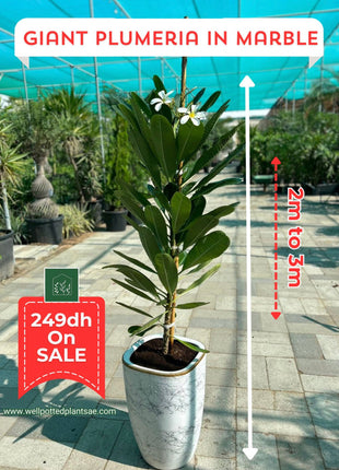 Plumeria PROMO