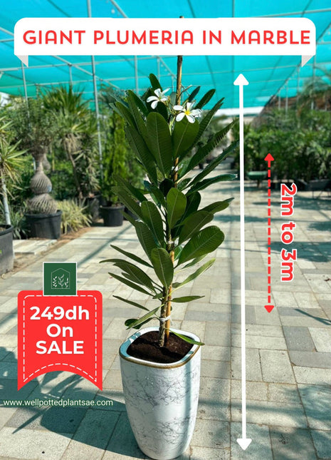 Plumeria PROMO