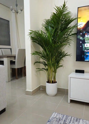 199DH Areca Palm Tree Bushy in Ceramic Pot PROMO