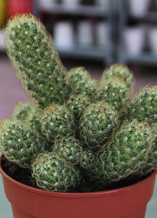 https://i0.wp.com/www.greensouq.ae/wp-content/uploads/2018/11/Cactus-T-1-squashed.jpg?fit=720%2C660&ssl=1