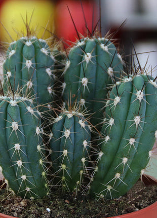 Ornamental Cactus 7 &#8211; 15cm