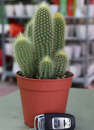 Ornamental Cactus 7 &#8211; 15cm