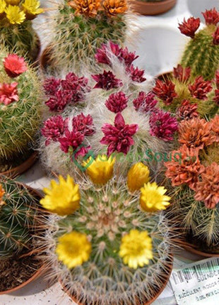 Mini Cactus Garden Lovers Gift in White Ceramic pot | Mini Succulent Oasis