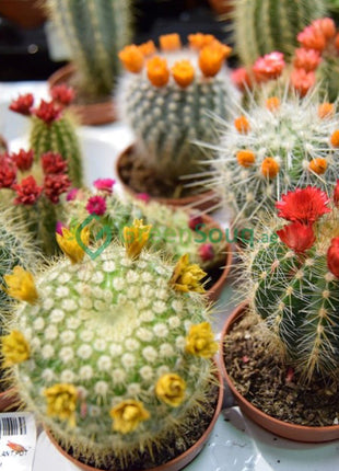 Ornamental Cactus 5-8cm