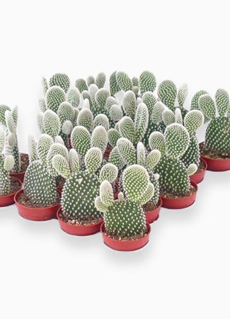 Cactus Opuntia Albata or Bunny Ears 5-8cm